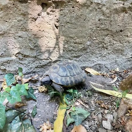 Windows On The Garden * Triest