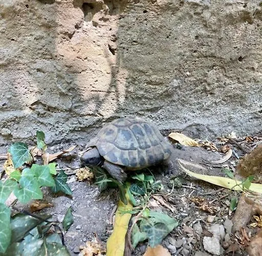 Windows On The Garden * Trieste